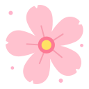 kirschblüte