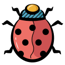 coccinelle