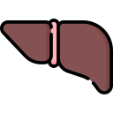 Liver