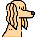 saluki