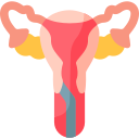 endometrium