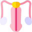 sistema reproductivo