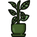 Rubber plant