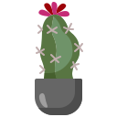 cactus lunaire