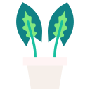 Arrowhead plant