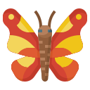 schmetterling