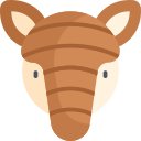 armadillo