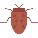 곤충