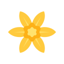 Daffodil