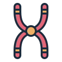 染色体