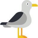 mouette