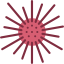 Sea urchin