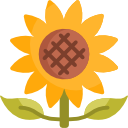 girasol