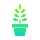 plante en croissance