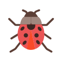 coccinella