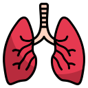 呼吸器系