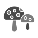 champignon