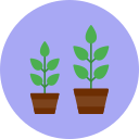 Grow plant