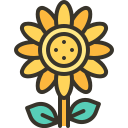 tournesol