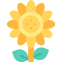 słonecznik