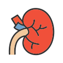 Kidney