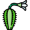 Échinopsis