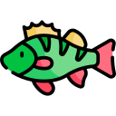 pesce persico europeo