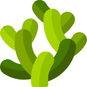 Cactus garambullo