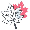 Maple leaf