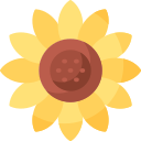 słonecznik