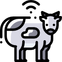bestiame