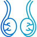 testicolo