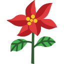 poinsettia