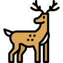 Reindeer