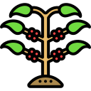 Coffee plant