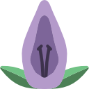 acanthaceae