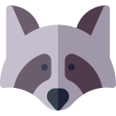 Racoon