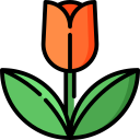 tulipano