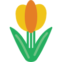 tulipan