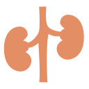 Kidney