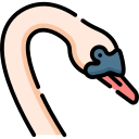 Swan