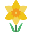 Daffodil