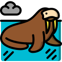 walrus