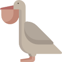 Pelican