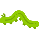 oruga