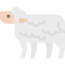 schaap