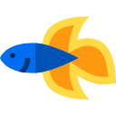 pesce combattente siamese