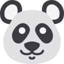 miś panda