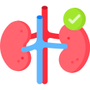 Kidney