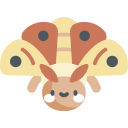 Moth